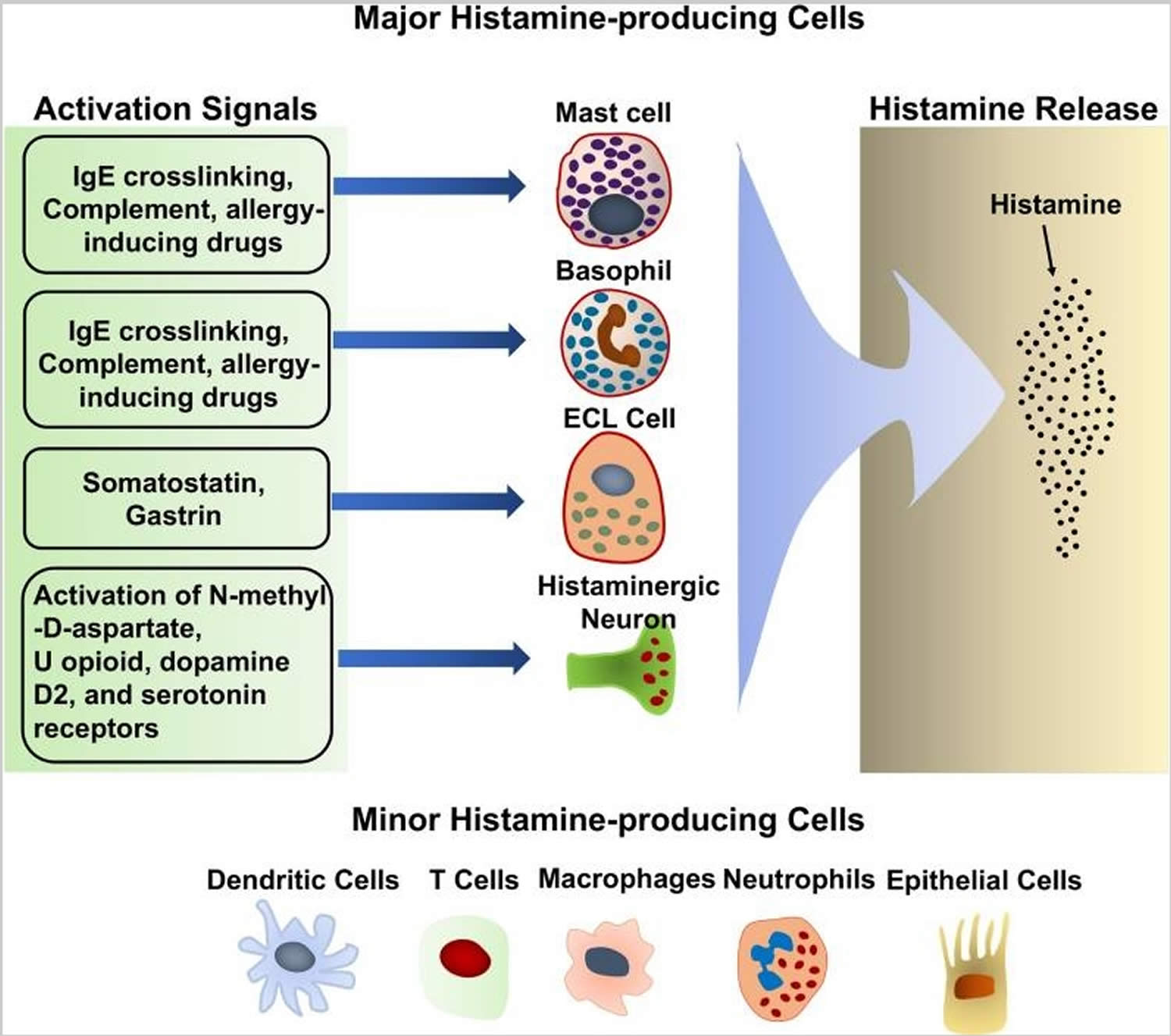 Melon And Histamine at Jacob Byrd blog