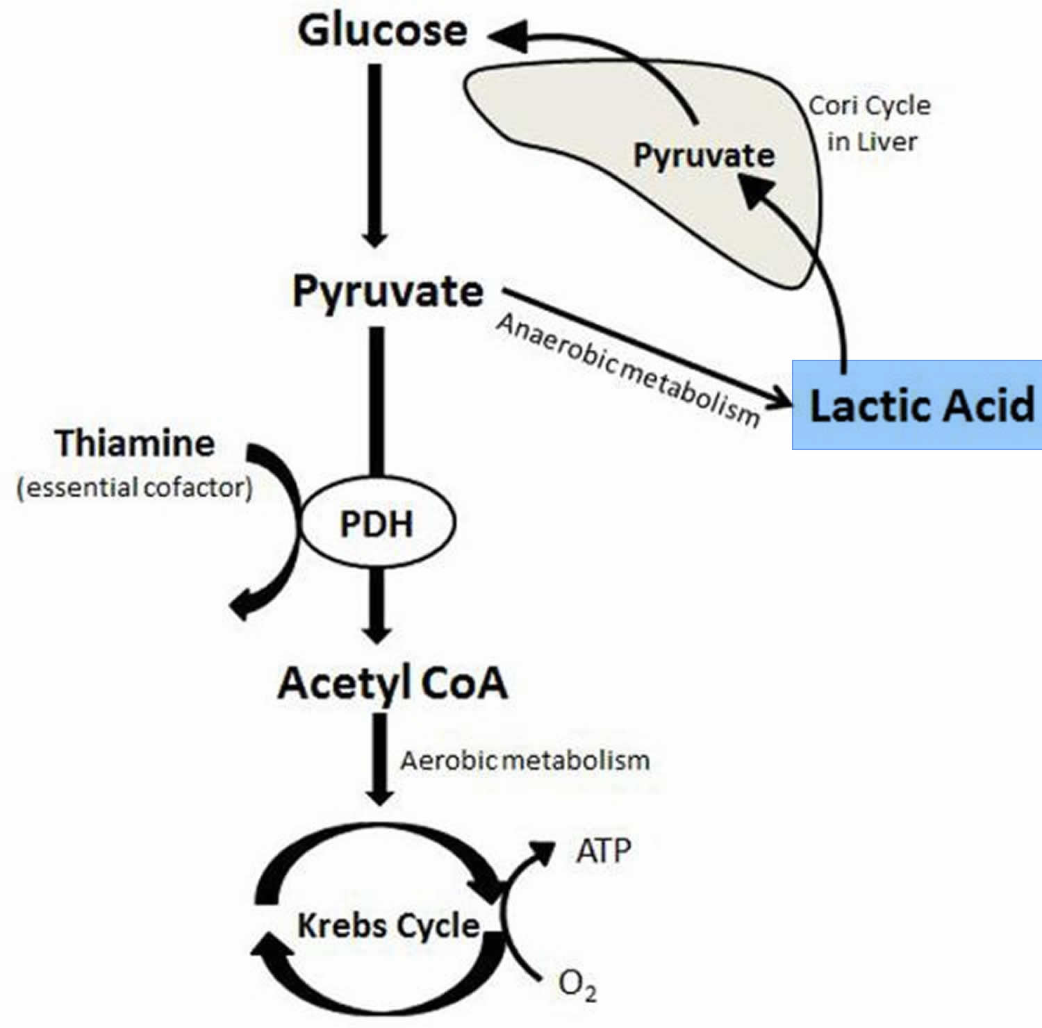 lactic acid in muscles diagram