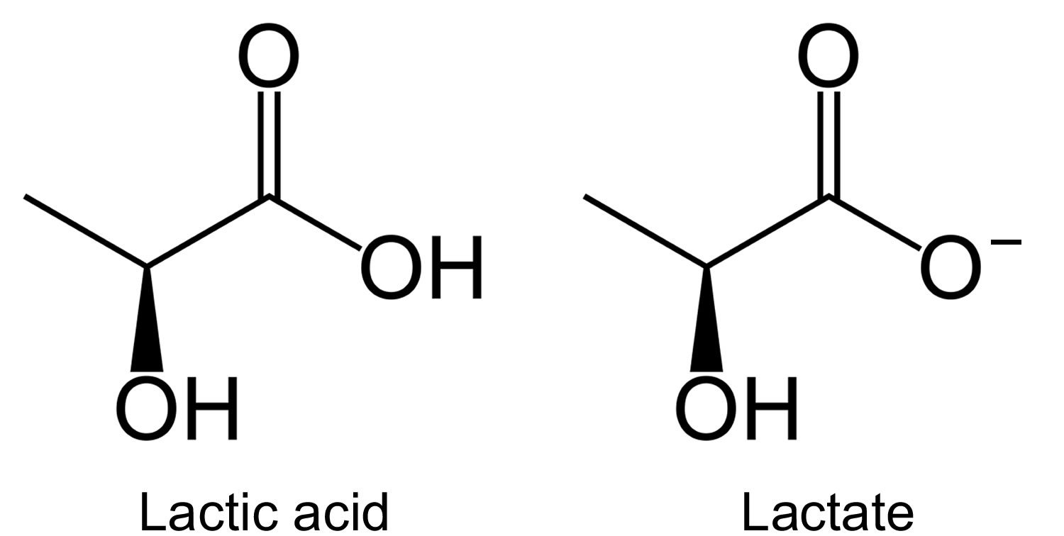 Acid это. Молочная кислота формула. Молочная кислота лактат. Лактат из молочной кислоты. Формула лактата и молочной кислоты.