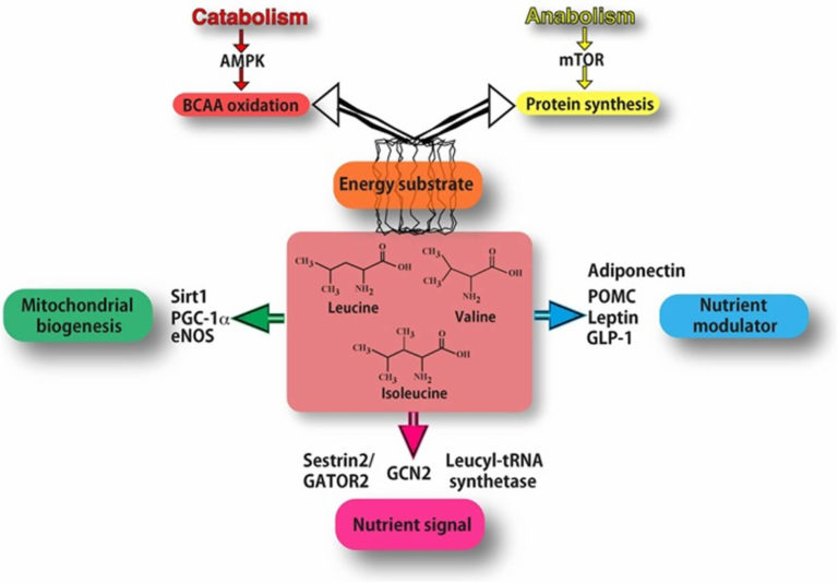 BCAA amino acids, BCAA function, benefits and BCAA supplement uses