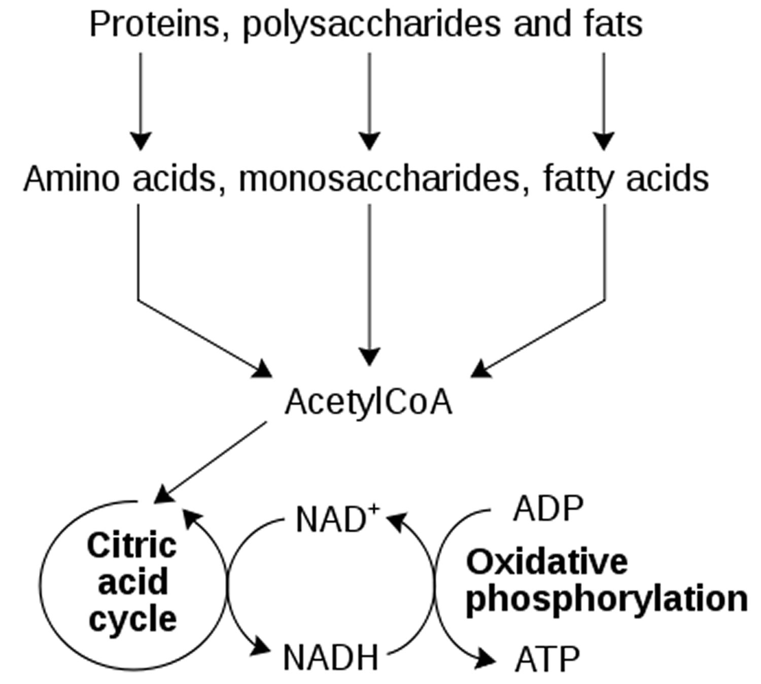 NADH-NAD-redox-metabolism