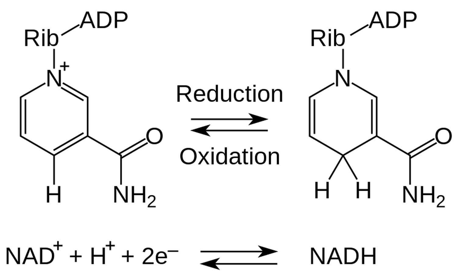 NADH redox reaction