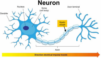 Neuron with myelin sheath