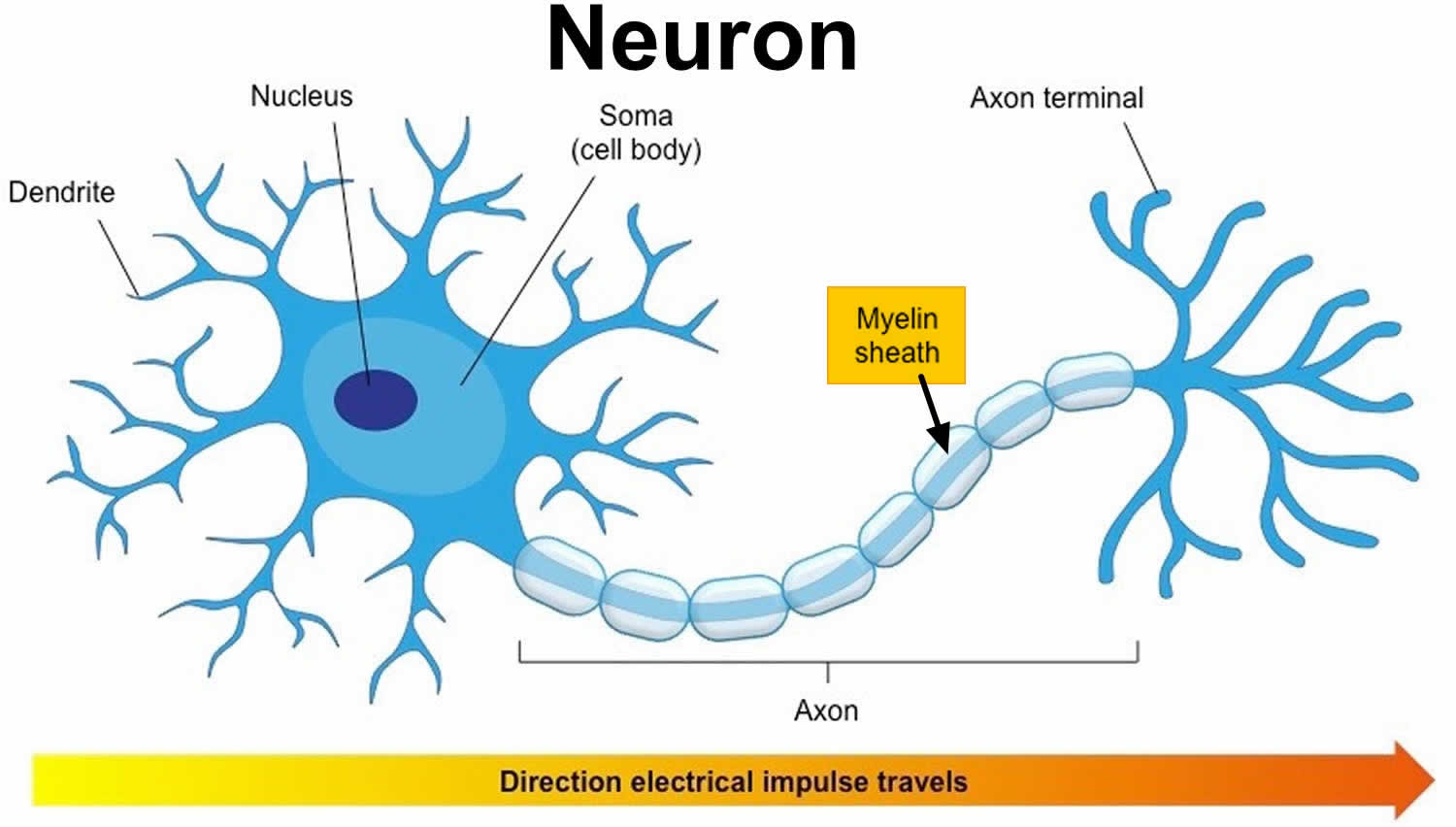 A Sketch Of Nerve Cell With A Myelinated Axon B Signal