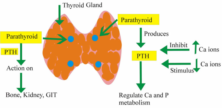 hyperparathyroidism-causes-symptoms-diagnosis-and-treatment