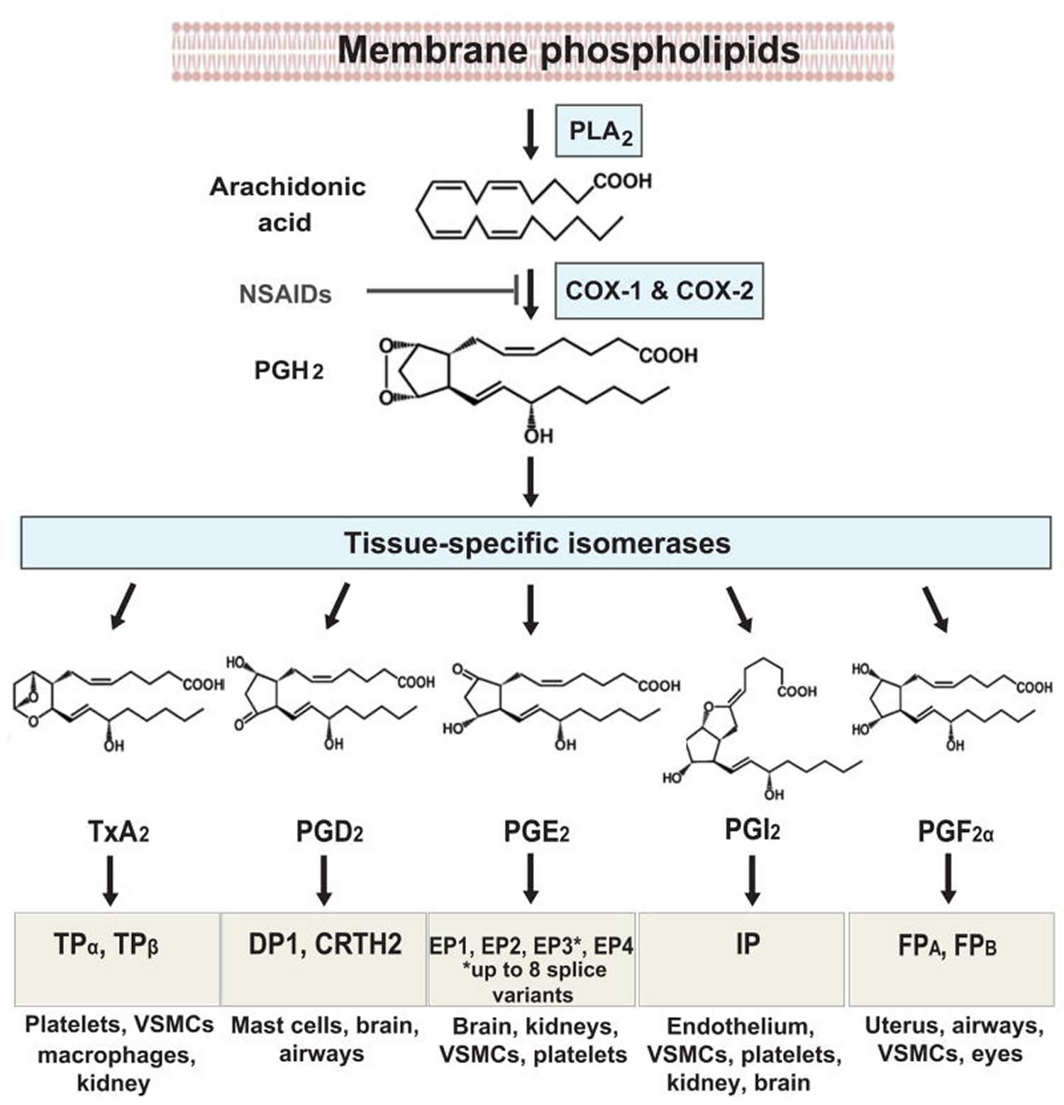 Prostaglandins function, prostaglandin synthesis