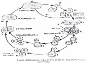 Saccharomyces Cerevisiae Probiotic Lifecycle Uses Antibody And Infection