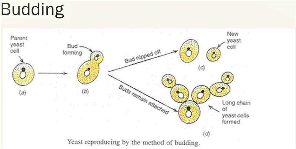 Saccharomyces Cerevisiae, Probiotic, Lifecycle, Uses, Antibody And ...