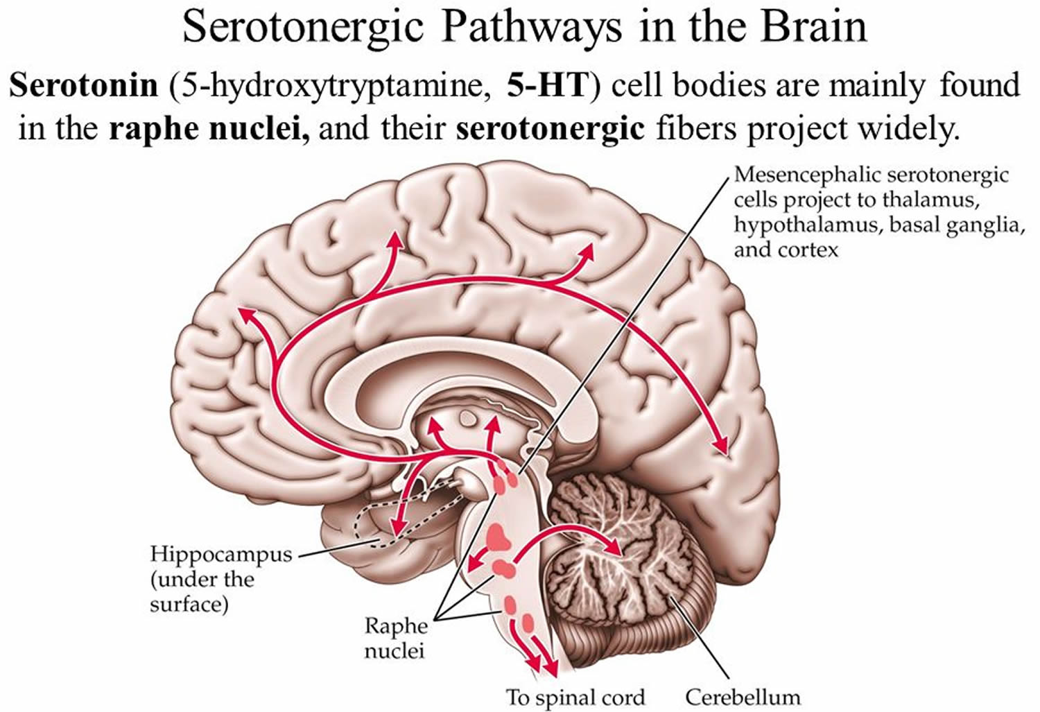 Brain 89. Serotoninergic neirons. Serotonin Pathway. Brain Pathways. Serotonin function.
