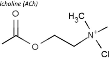 acetylcholine
