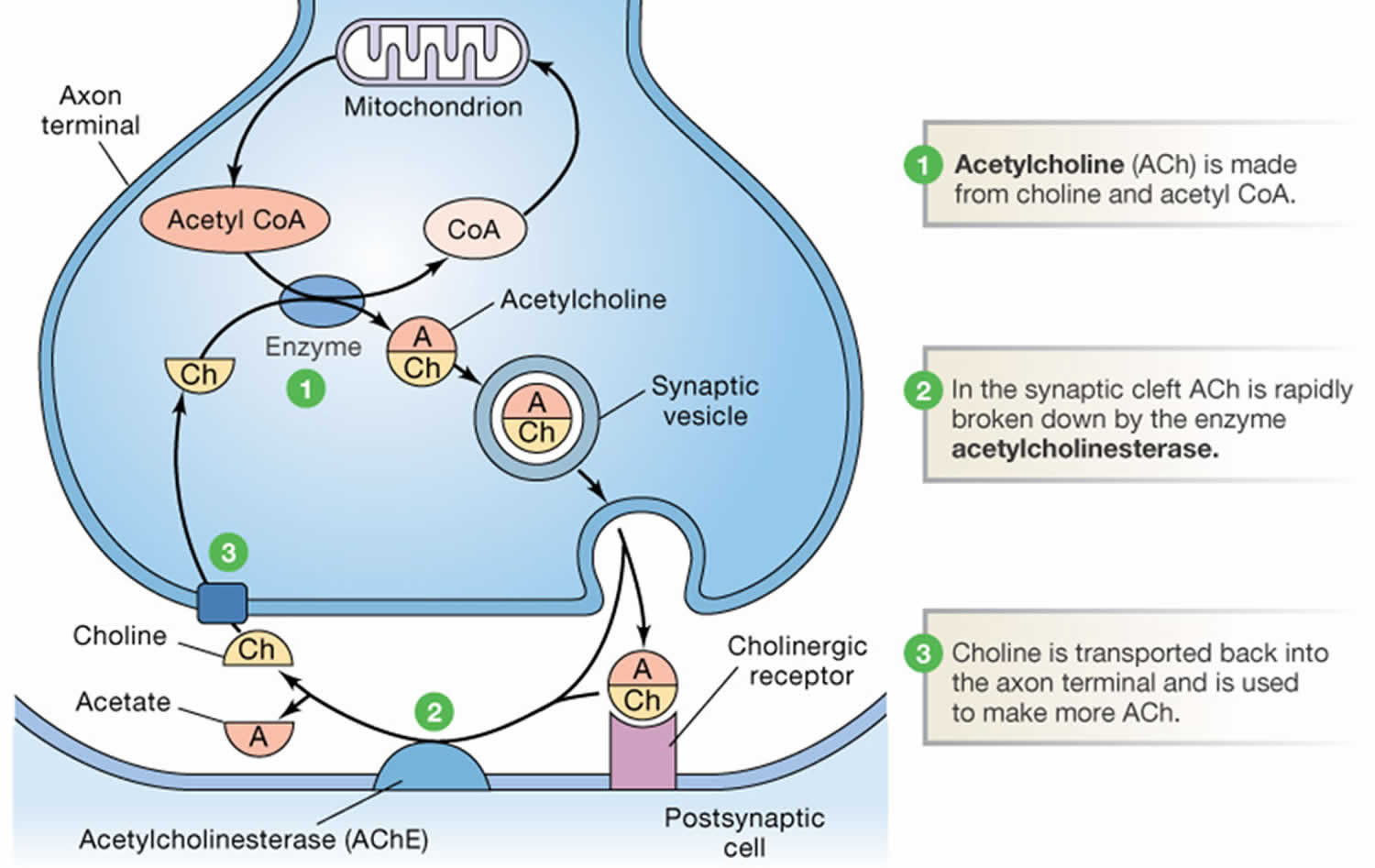 Acetylcholine Function Acetylcholine Deficiency Receptor Antibody 7750