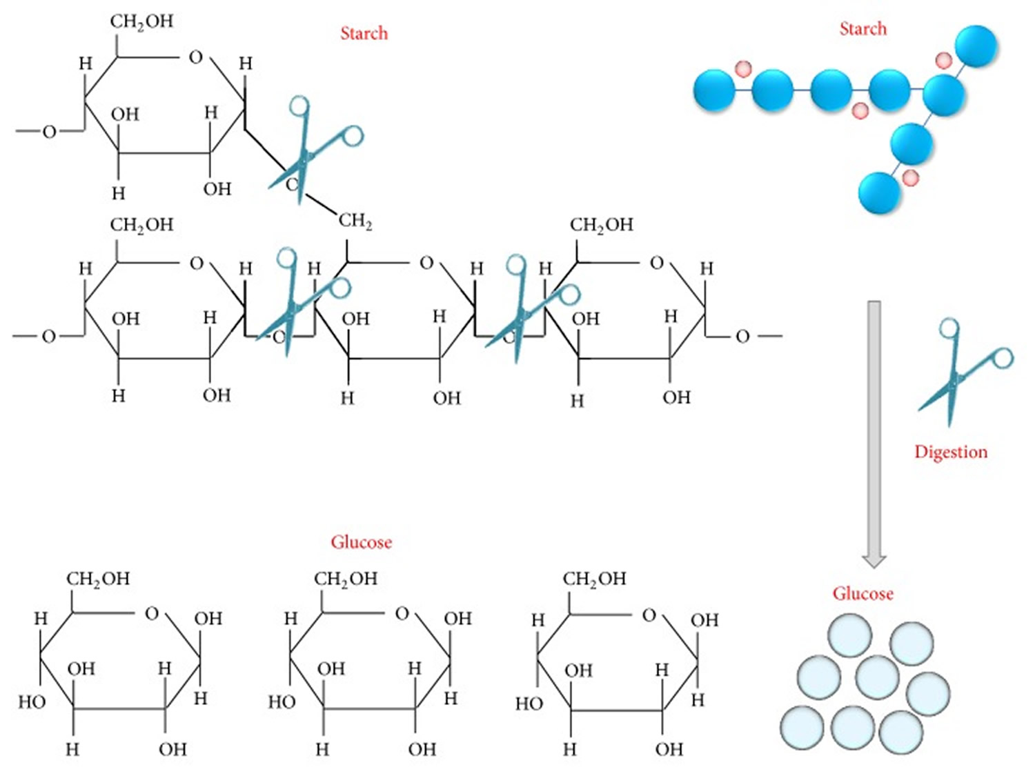 Amylase Enzyme - Alpha Amylase, Function, Where Amylase Produced