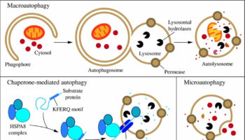 autophagy