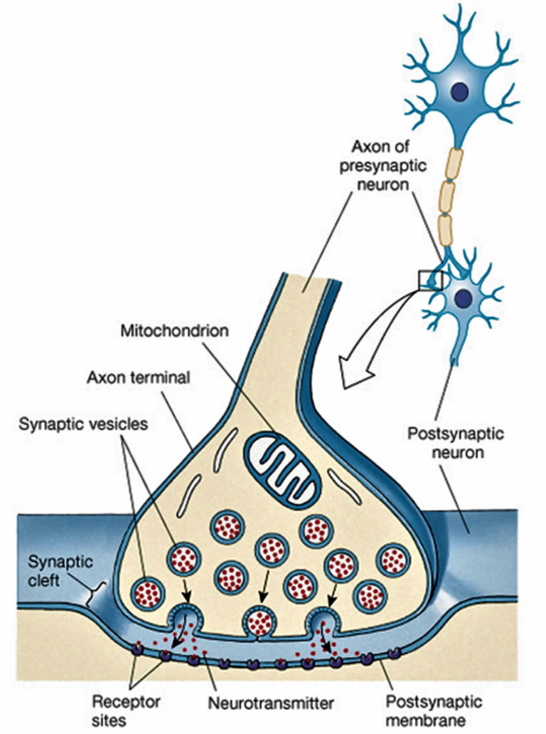 Acetylcholine - Function, Acetylcholine Deficiency, Receptor Antibody