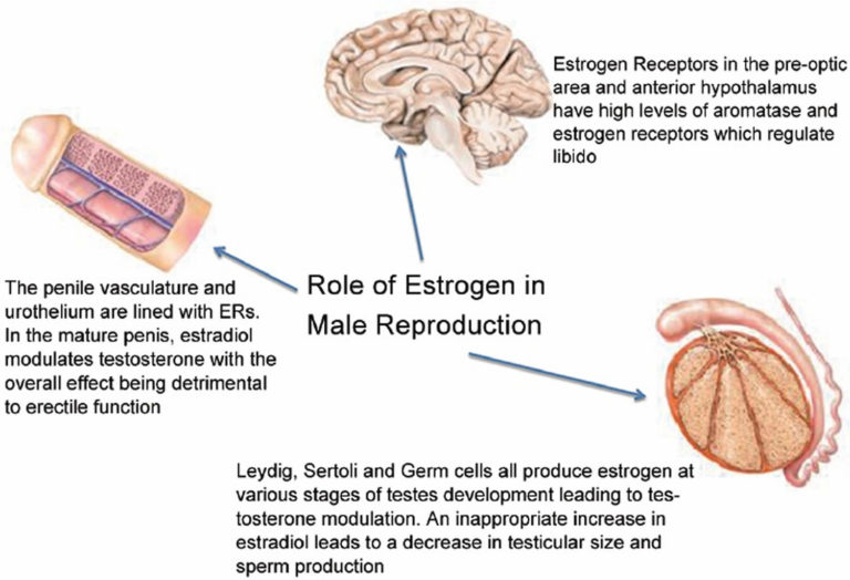 Estrogen Role In Men 768x524 