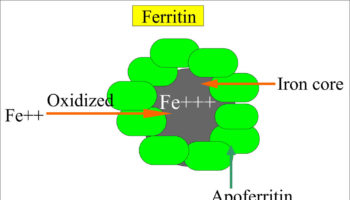 ferritin