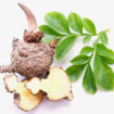 glucomannan