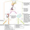 gonadotropins