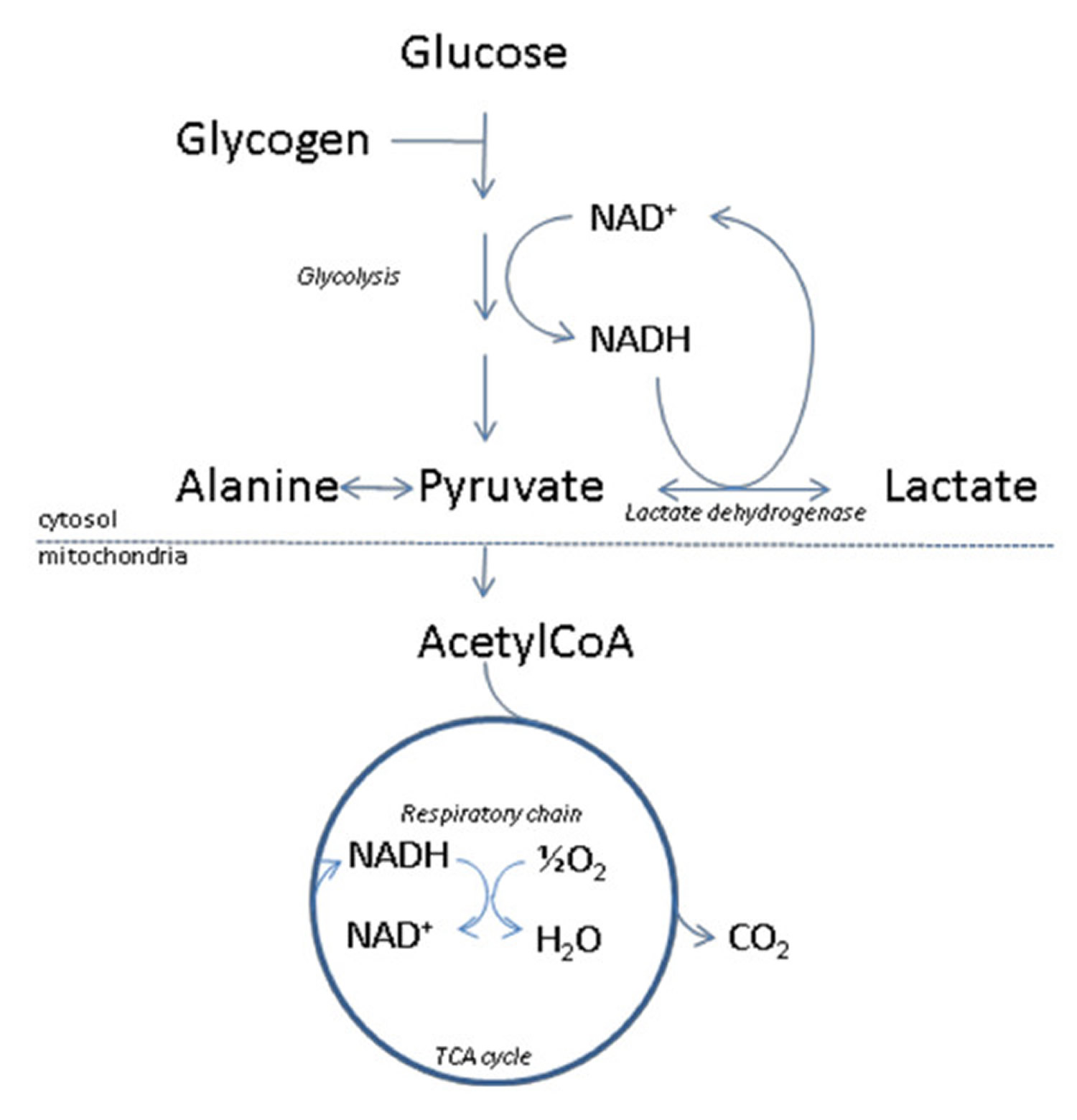 Lactic Acidosis Causes, Symptoms, Lactic Acidosis Treatment