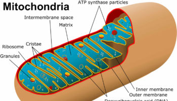 mitochondria