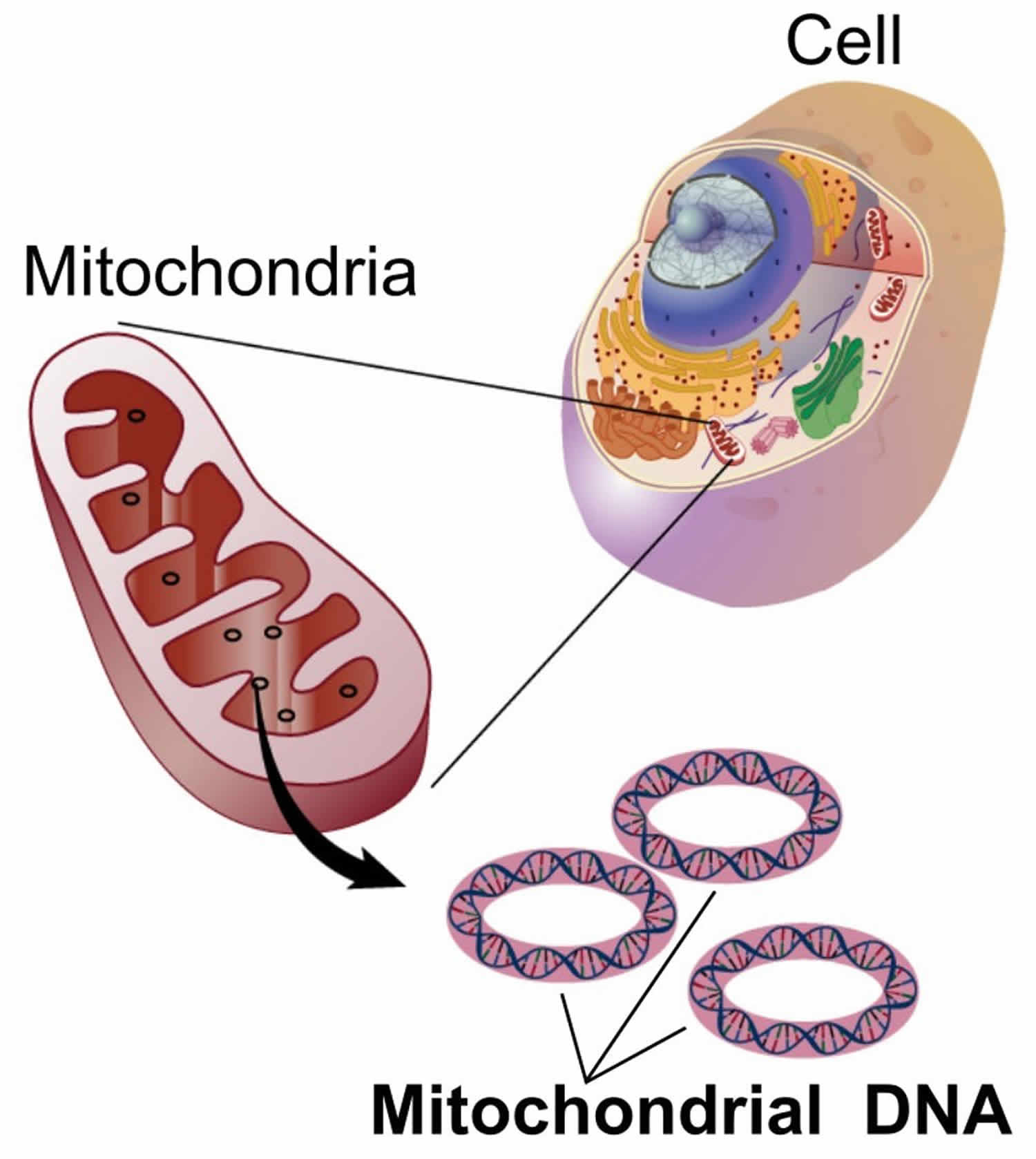 Митохондрия рнк. ДНК митохондрий. РНК В митохондриях. Плазмидная ДНК В митохондриях. Кольцевая ДНК В митохондрии.