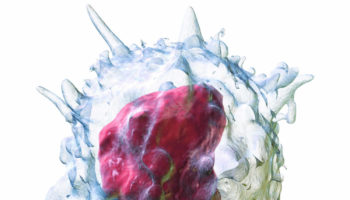 monocytes