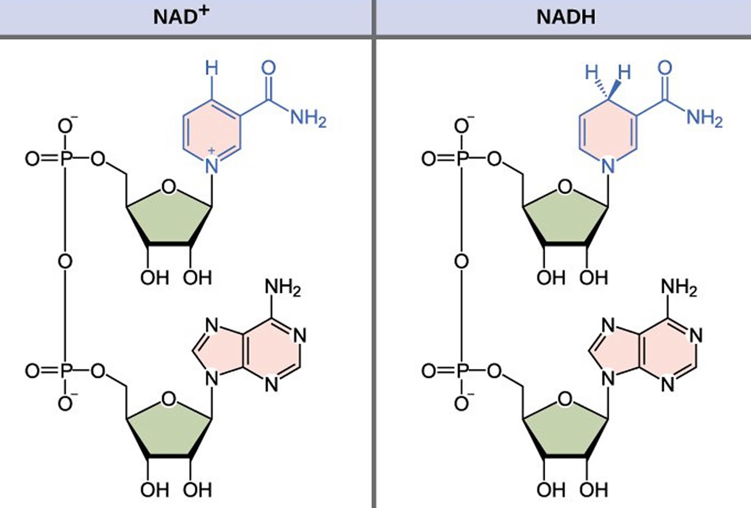 nadh-reviews-what-is-the-function-of-nadh-in-your-body