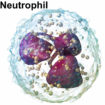 neutrophils