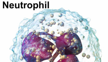 neutrophils