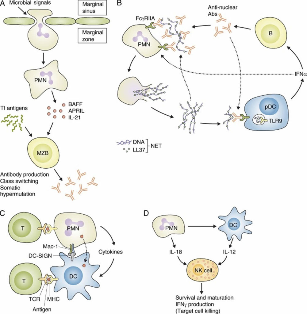 Neutrophils, neutrophils function, causes of low or high absolute