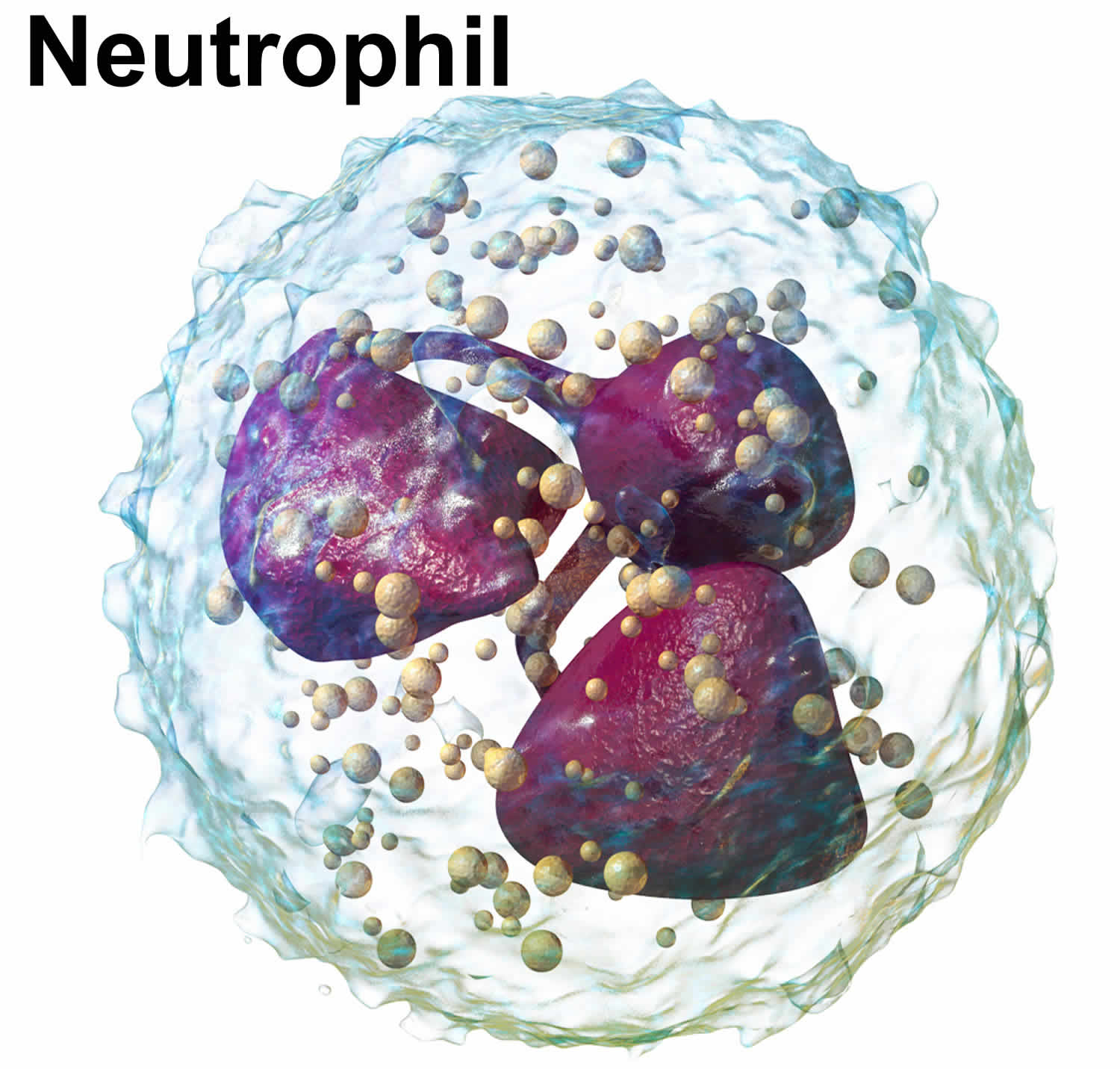 Neutrophils Neutrophils Function Causes Of Low Or High Absolute 