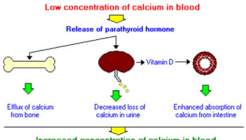 parathyroid hormone