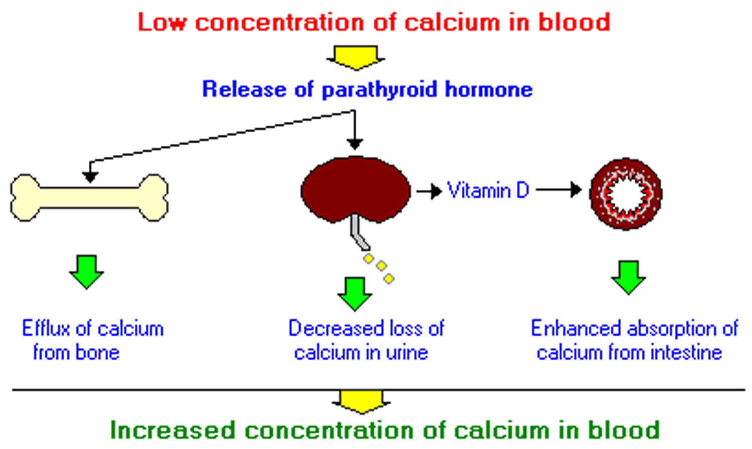 Parathyroid Hormone Function Low Parathyroid Hormone High 