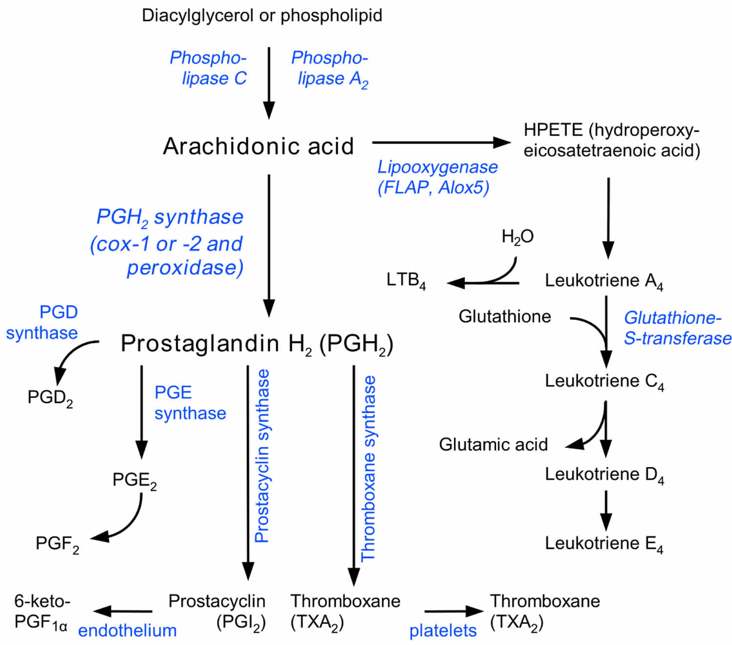 Prostaglandins function, prostaglandin synthesis