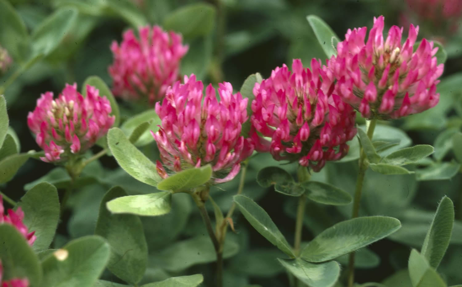 Is Red Clover Poisonous