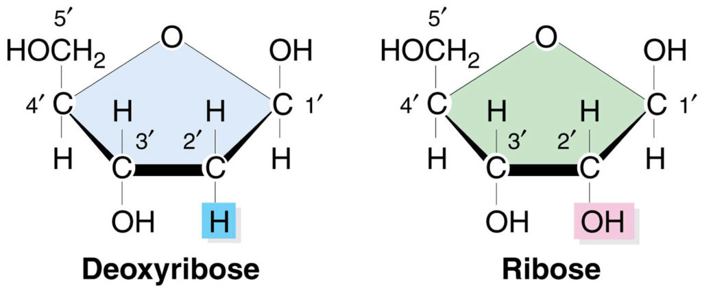 What Does The Ribose Sugar Do In Atp