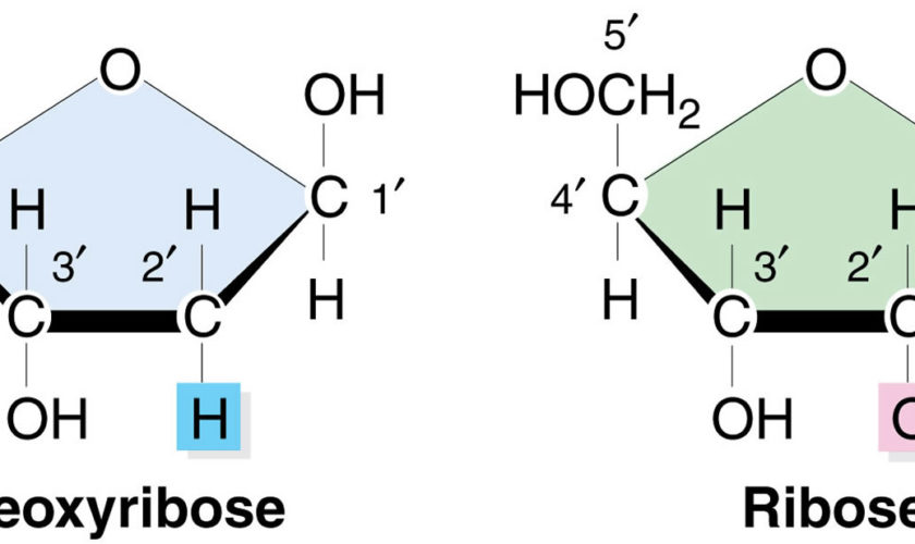 ribose and d-ribose
