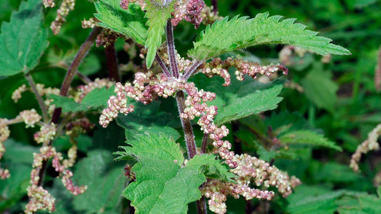 7 uses of stinging nettles - Plantura