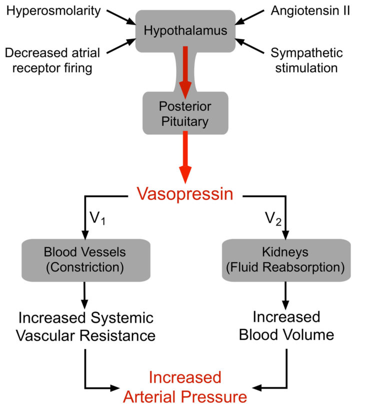 vasopressin-hormone-function-vasopressin-uses-vasopressin-side-effects