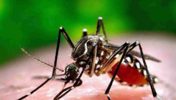 Chikungunya