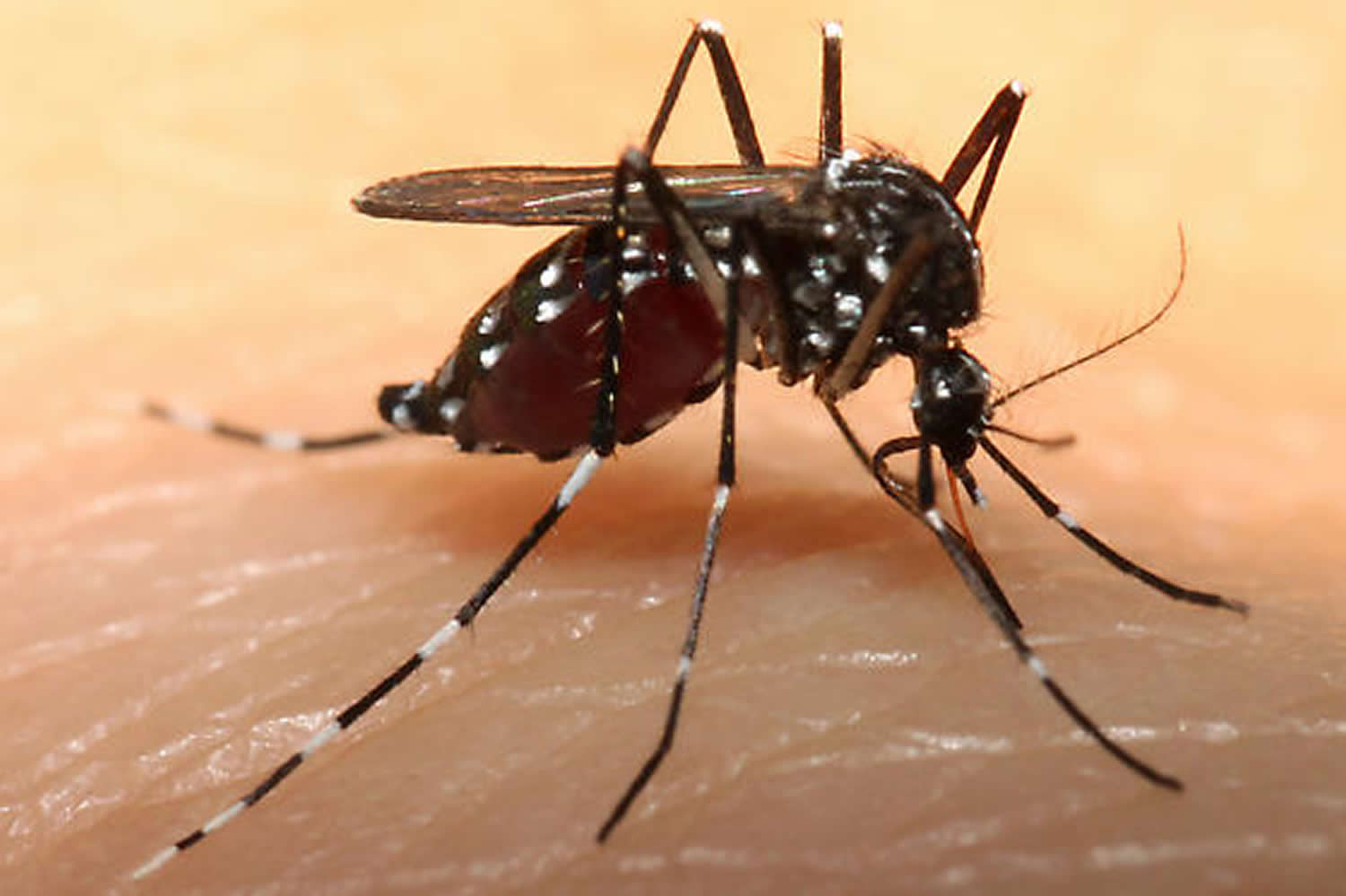 Chikungunya mosquito