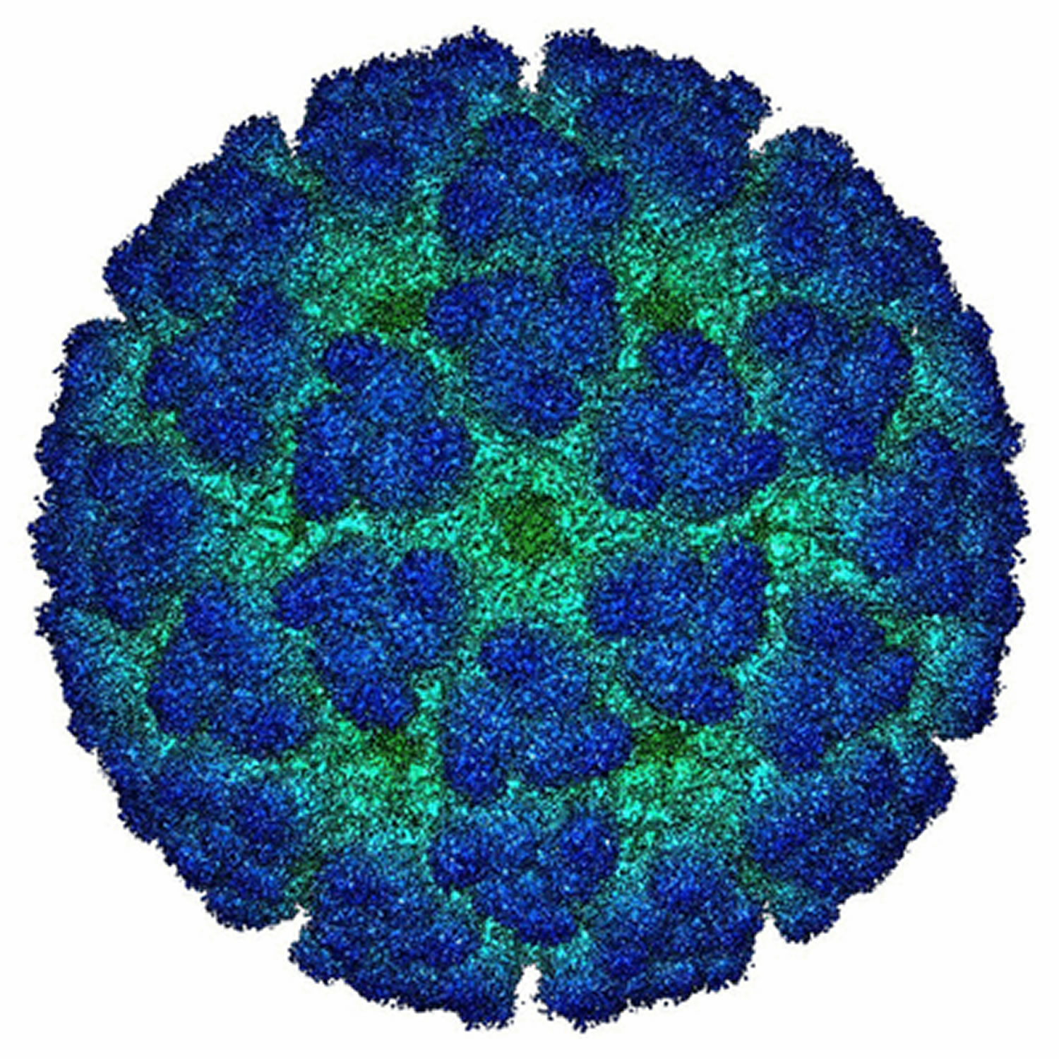 Chikungunya Virus