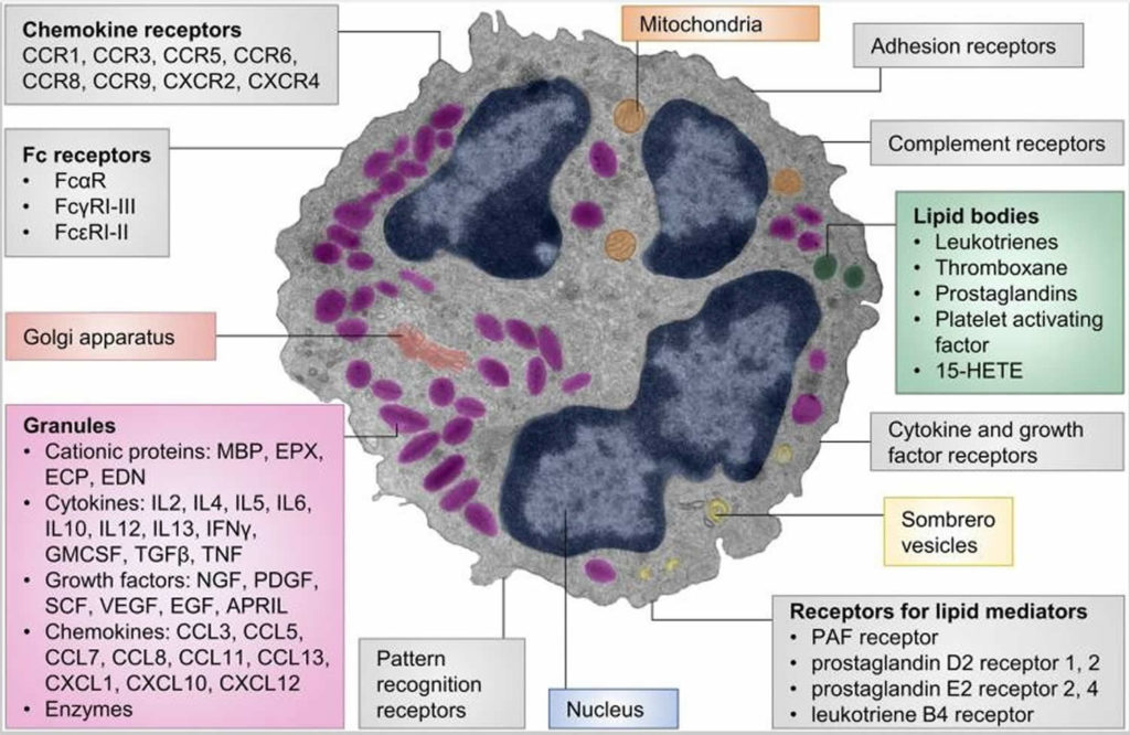 Eosinophils, eosinophils function, causes of high and low eosinophils