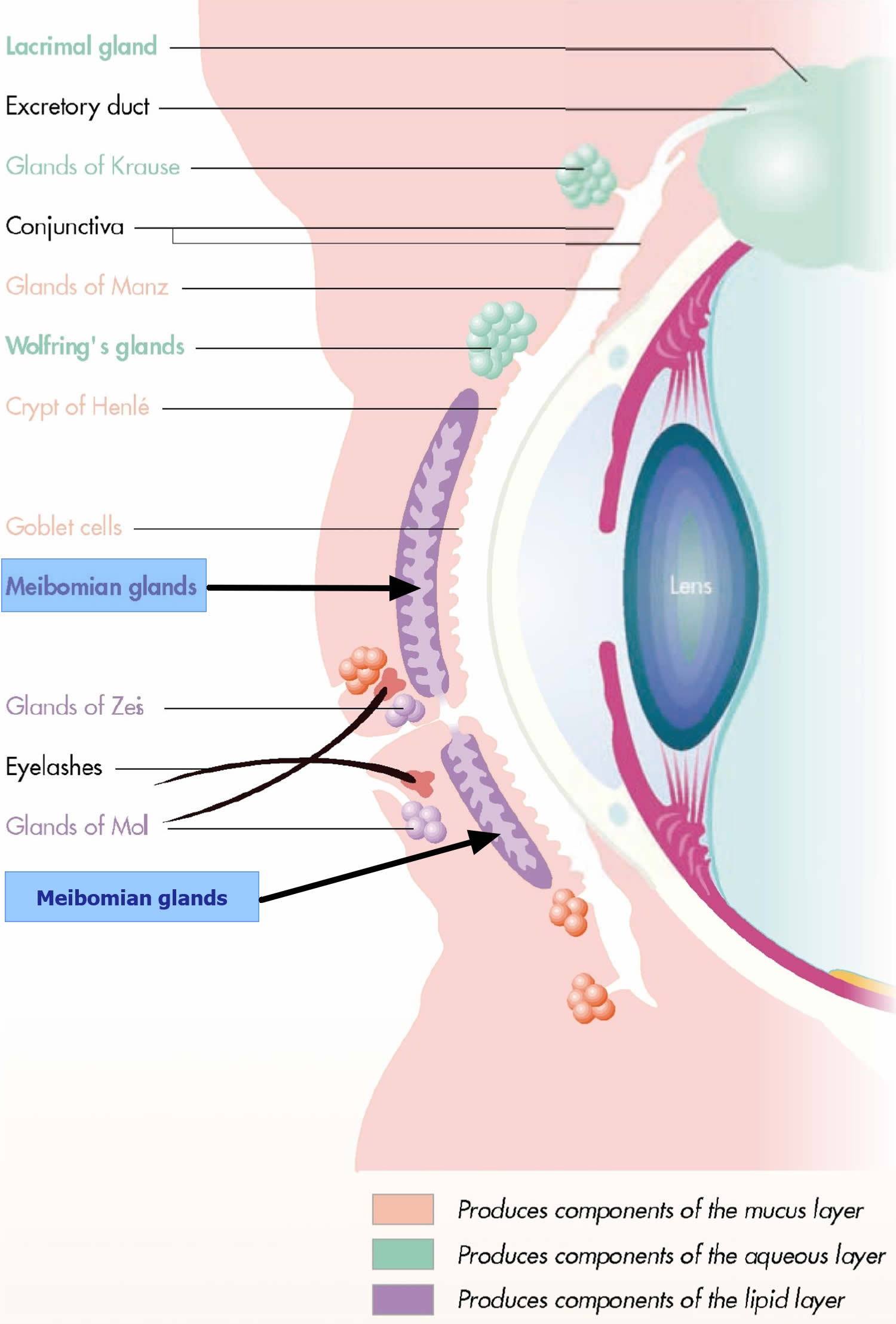 Eyelid anatomy