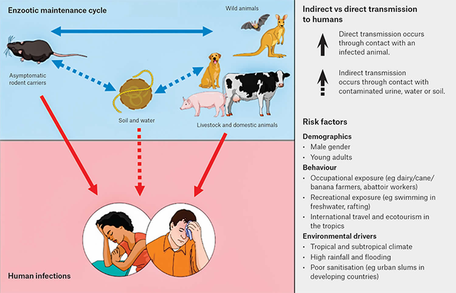 a case study of leptospirosis