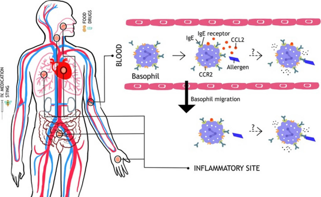 Basophils function, absolute basophil count and basophils normal range