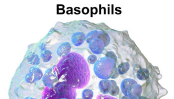 basophils