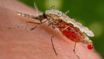 dengue fever