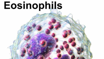 eosinophils