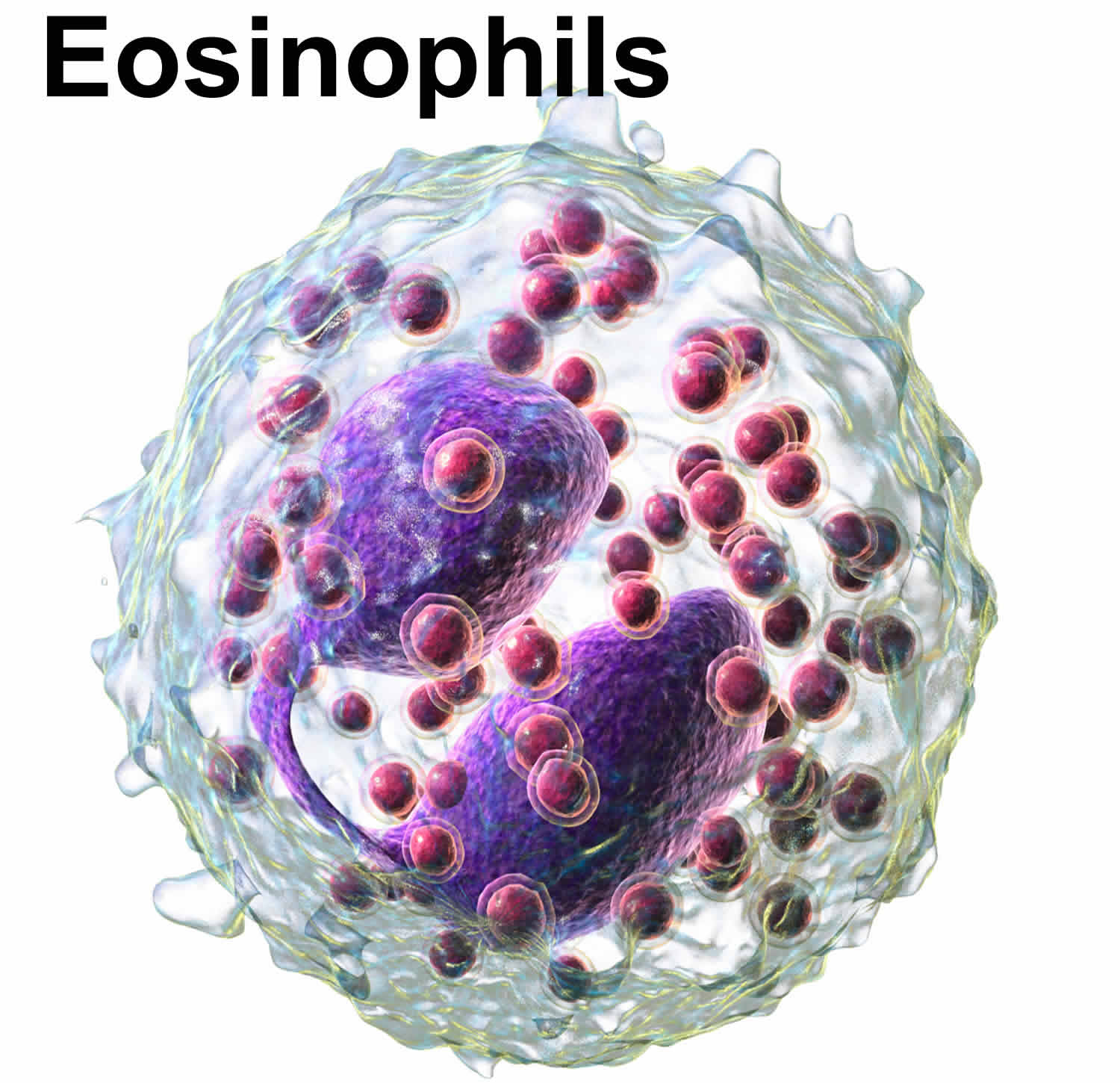 Eosinophils Eosinophils Function Causes Of High And Low Eosinophils